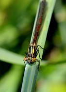 perfect Agrion Insect Macro