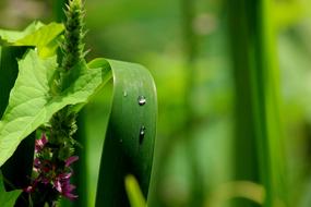 Nature Background Green