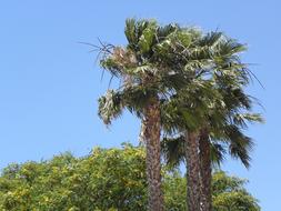 Palms Portugal Algarve