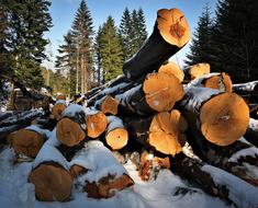 Wood Mountains Beeches