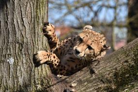 Cheetah Head Big Cat