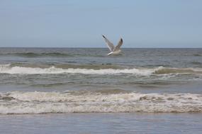 the seagull lies low over the sea