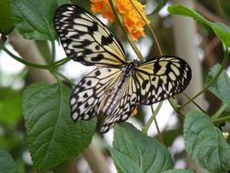 Butterfly Nature Insect