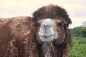 goodly camel animal nature
