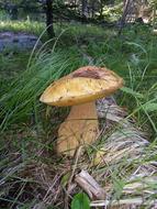 King Bolete