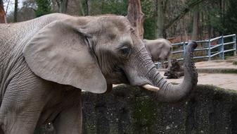Elephant Zoo Wuppertal