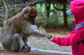 absolutely beautiful Monkey and Child