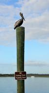 goodly Pelican Resting Bird