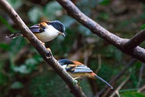 After The Dance Red-Tailed Birds