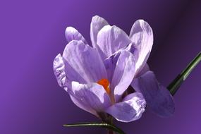 flower blossom bloom crocus purple