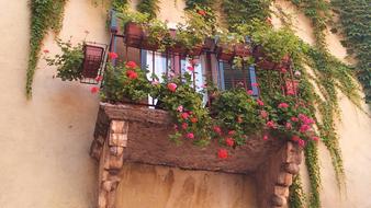 Balcony Flowers Colorful