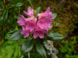 Rhododendron Flower Alps