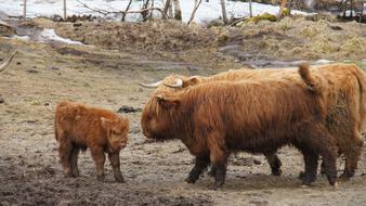 Scottish Høylansdfe Northern