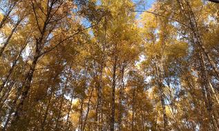 Autumn Forest Blue Sky Golden