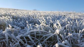 Grass Winter Frost