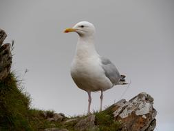 Seagulls Wales Sky