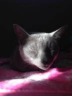 photo of a sleeping blue kitten