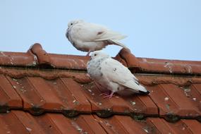 Pigeons Dove White