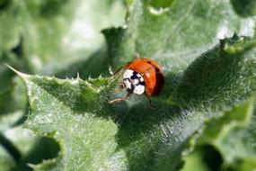 Nature Ladybug Macro