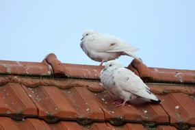 The Breeding Of Pigeons