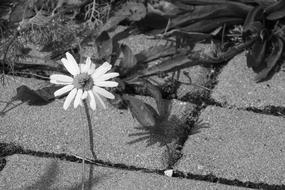Daisy Flower On A Sidewalk Black