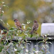 Sparrow Passer Montanus Eurasian