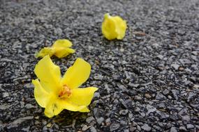 yellow flower buds on the ground