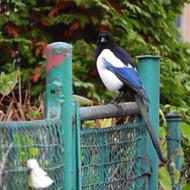 Magpie A Bird In The City On