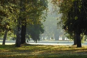The Trees In Fall Autumn Park