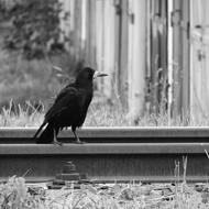 black raven on the railroad
