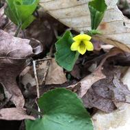 Yellow Violet Flower Spring