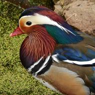 Mandarin Drake Cute