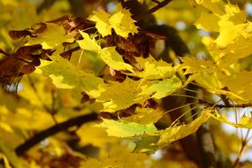yellow leaves on a tree in the forest