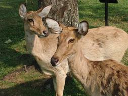 Thaminsky Deer Cervus Eldii Thamin