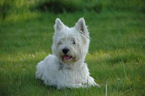 Dog West Highland Terrier
