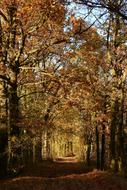Alley Oaks Path