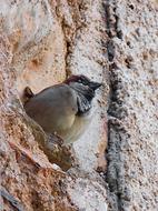 impressively beautiful Sparrow Bird