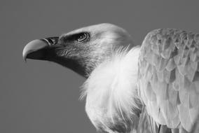 Vulture Bird Predator