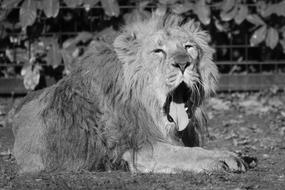 goodly Lion Predator