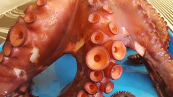 Octopus