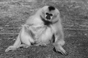 Monkey, Animal, black and white