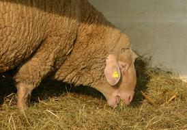 Sheep Livestock Eat