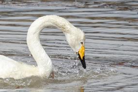 perfect Swan Cygnus