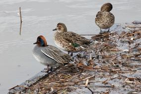 Animal Duck Waterfowl