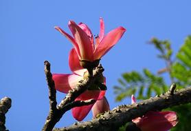 Flower Shimul Bombax Ceiba Cotton