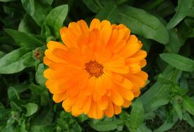 Flower Calendula Pot Marigold