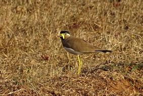 Yellow-Wattled Lapwing standing on dry grass