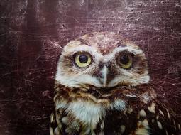 owl owls eye birds eyes
