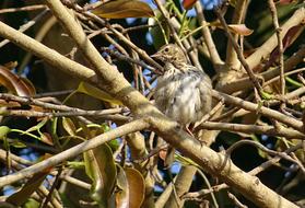 sparrow among the branches of a tree on a sunny day