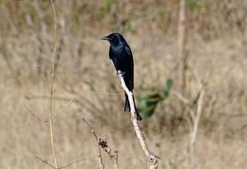 goodly Drongo Dicrurus
